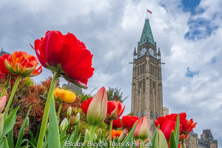 Ottawa Tulip Festival: Blooming Beauty & Canadian Charm