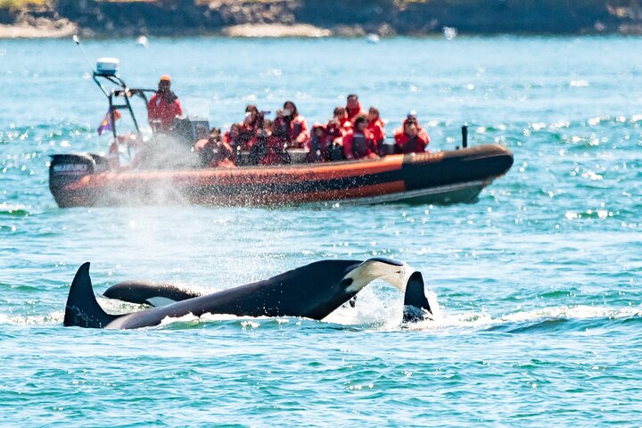 Victoria Whale Watching Zodiac Cruise: An Unforgettable Marine Adventure