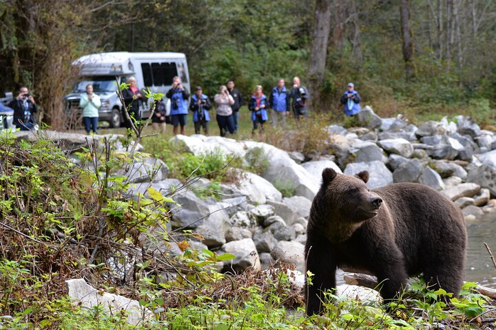 Tofino Bear Watching Cruise: Wild Coast Wildlife Adventure