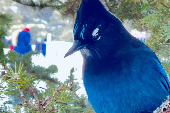 Rocky Mountaineer Train Journey: Canada’s Most Scenic Adventure