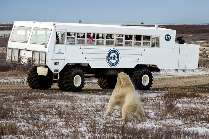 Churchill Polar Bear Tours: Your Wild Arctic Wildlife Adventure