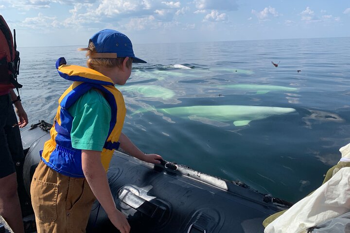 Churchill Polar Bear Tundra Buggy: Your Arctic Wildlife Encounter