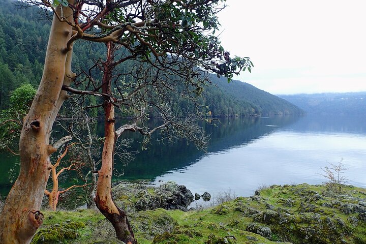 Tofino Coastal Forest Hike: Discover Nature’s Hidden Wonders