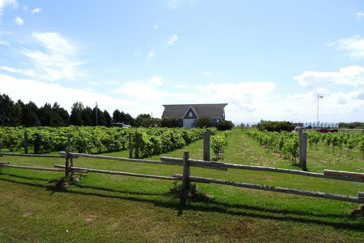 PEI Oyster Farm Tours: Taste the Ocean’s Freshest Delicacy